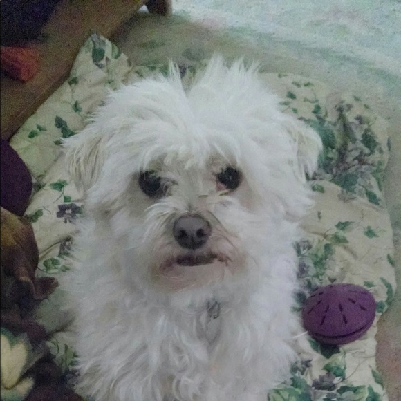 Meet your Posher, Cindy - Picture 1 of 7